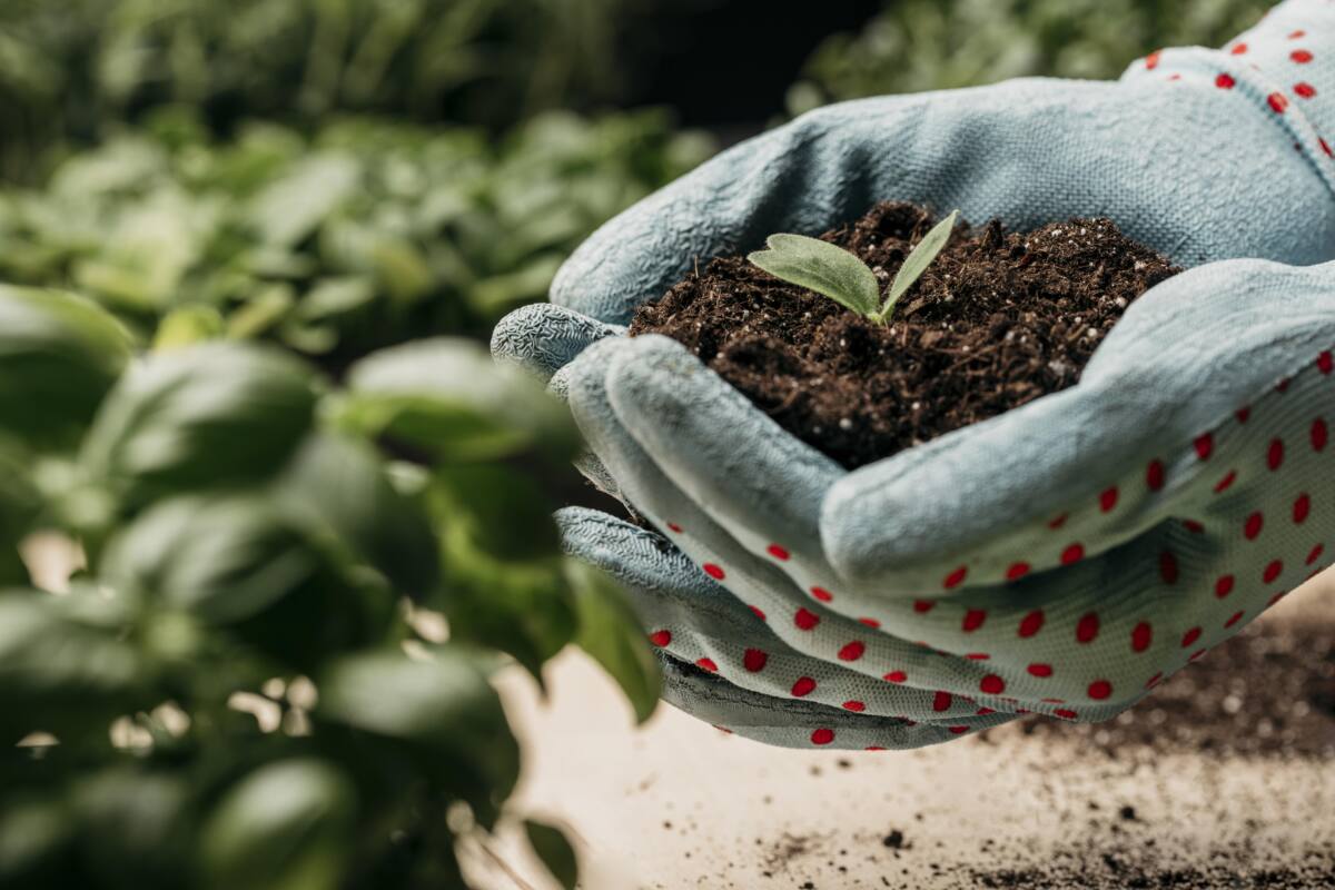 side-view-hands-with-gloves-holding-soil-plant-1200x800.jpg